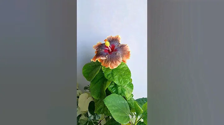 Sound on Denon HEOS